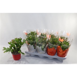 Schlumbergera 45+ knop gemengd 2 kleuren