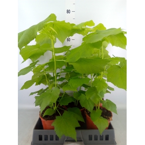 Sparrmannia africana