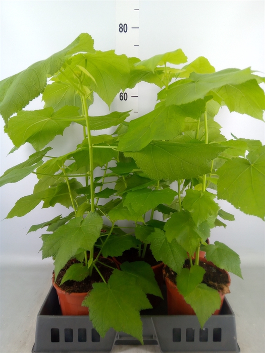 <h4>Sparrmannia africana</h4>