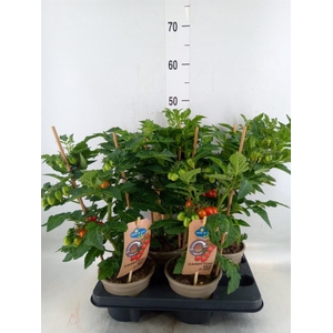 Solanum lycopersicum   ...