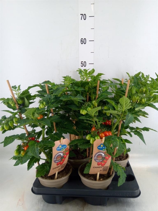 <h4>Solanum lycopersicum   ...</h4>