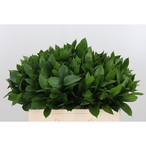 Ruscus