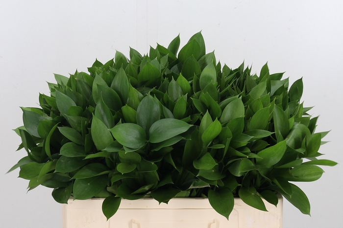 <h4>Ruscus</h4>