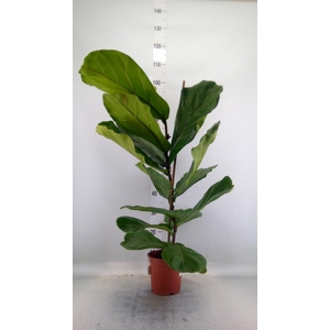 Ficus lyrata