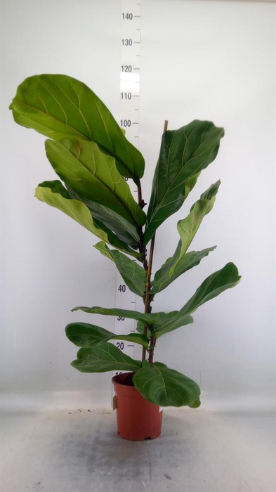 <h4>Ficus lyrata</h4>