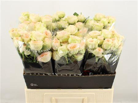 <h4>R Tr Pavlova</h4>