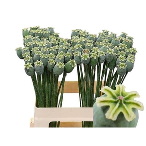 PAPAVER SOMNIFERUM ZAADDOOS