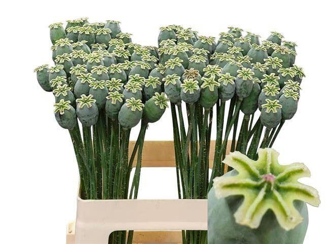 <h4>PAPAVER SOMNIFERUM ZAADDOOS</h4>