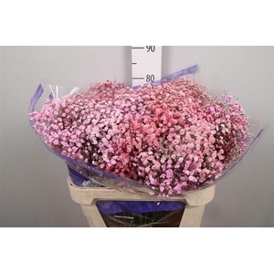 Gyps Overtime Light Pink Light Red