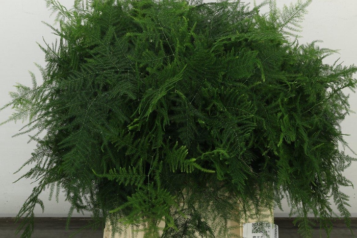 <h4>Asp Setac 1e Veren</h4>