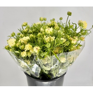 Ranunculus Natura Moderna Galaxy