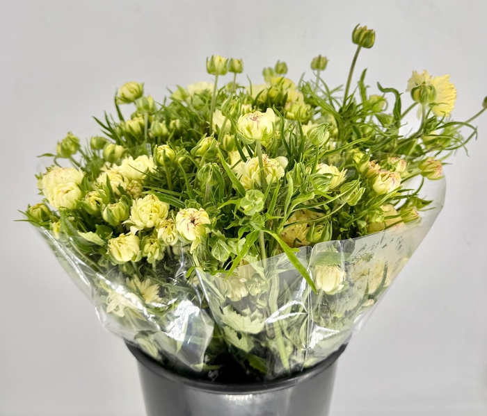 <h4>Ranunculus Natura Moderna Galaxy</h4>