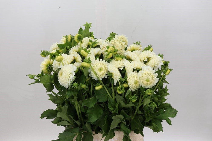 <h4>Dahlia BA 'Reycroft Jan'</h4>