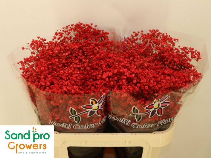 <h4>GYPS KLB H%</h4>