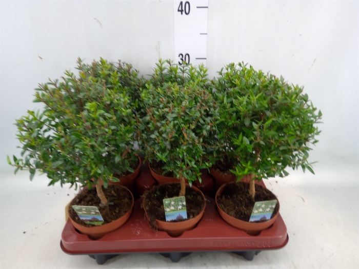 <h4>Myrtus communis</h4>