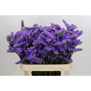Limonium sinuatum Ana Blue