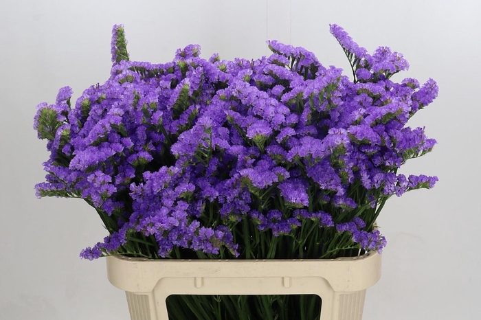 <h4>Limonium sinuatum Ana Blue</h4>