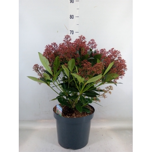 Skimmia jap. 'Rubella'
