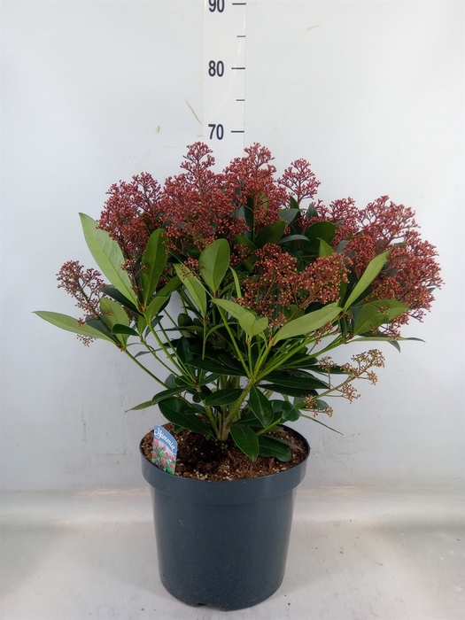<h4>Skimmia jap. 'Rubella'</h4>