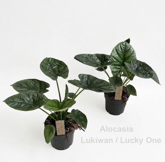 <h4>Alocasia</h4>