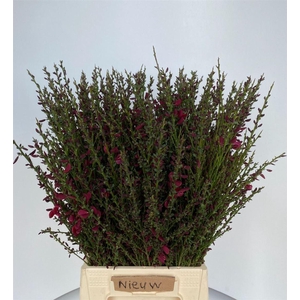 Cytisus Boskoop Ruby