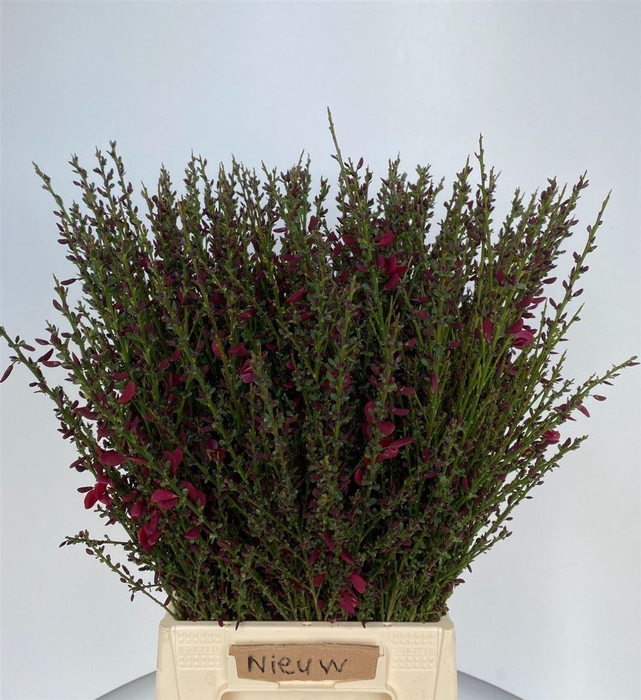 <h4>Cytisus Boskoop Ruby</h4>