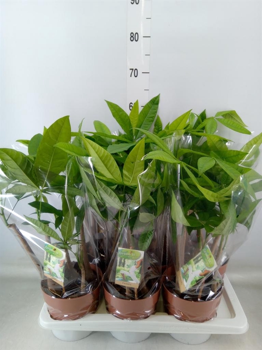 <h4>Pachira aquatica</h4>