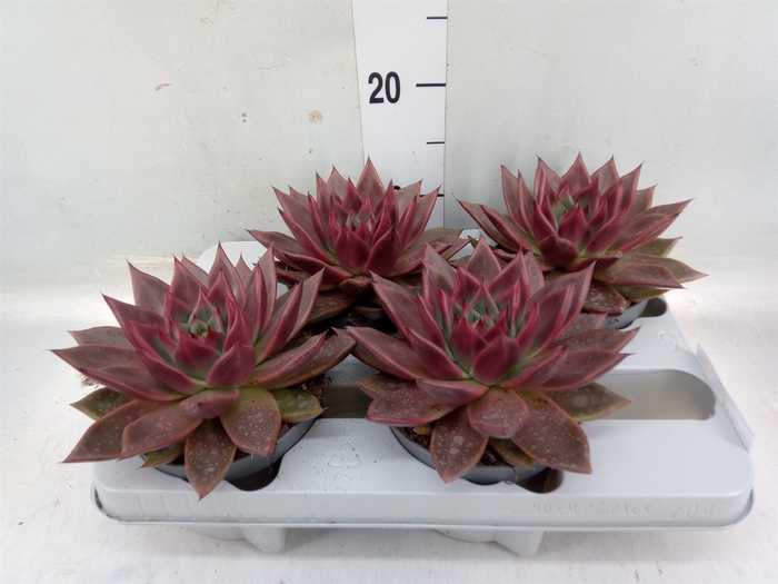 <h4>Echeveria   ...</h4>