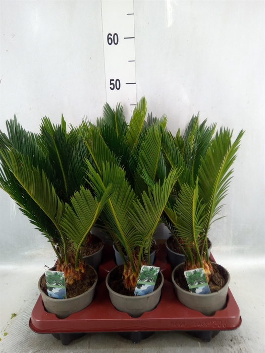 <h4>Cycas revoluta</h4>