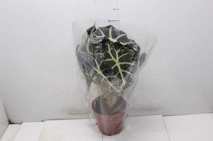 <h4>ALOCASIA POLLY P17</h4>