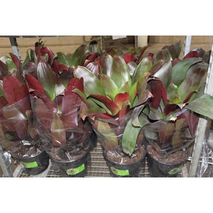 BROMELIA IMPERIAL P27 VERMELHO