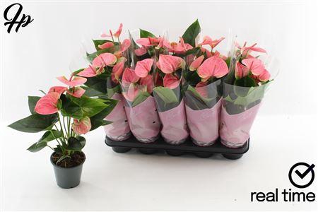 <h4>Anthu An Sweet Dream 4-5+</h4>