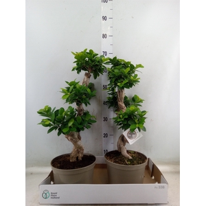 Ficus microcarpa 'Ginseng'