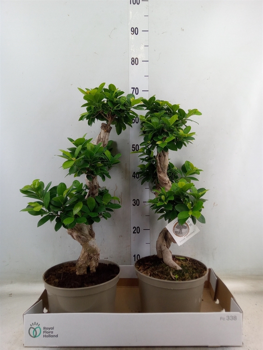 <h4>Ficus microcarpa 'Ginseng'</h4>