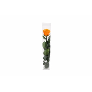 Ro Pres Stem 50cm Orange