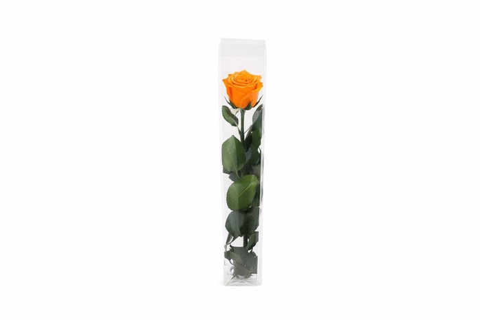 <h4>Ro Pres Stem 50cm Orange</h4>