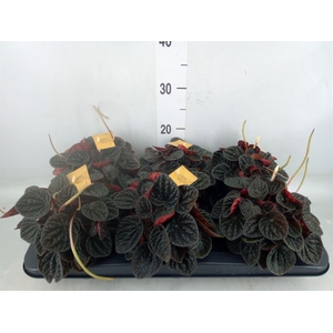 Peperomia