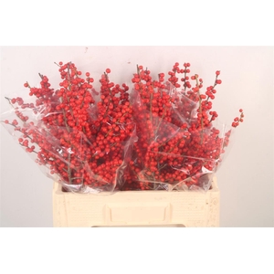 Ilex Verticilata Red