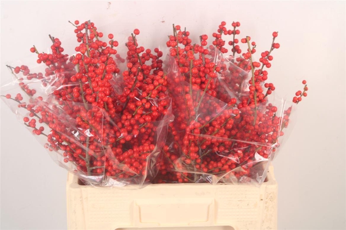<h4>Ilex Verticilata Red</h4>