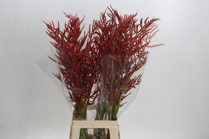 <h4>Bromelia Red Paloma</h4>
