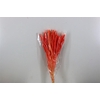 Dried Setaria Italica Pink Bunch