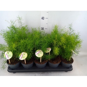 Asparagus dens. 'Sprengeri'