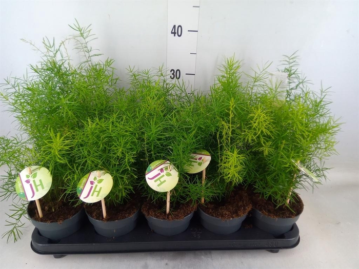 <h4>Asparagus dens. 'Sprengeri'</h4>