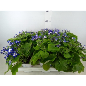 Pericallis cr. 'Senetti Violet Bic'