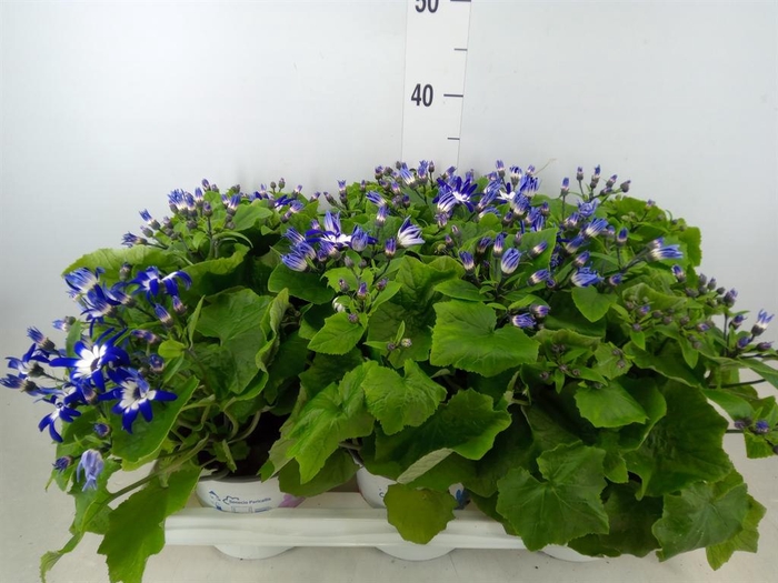 <h4>Pericallis cr. 'Senetti Violet Bic'</h4>