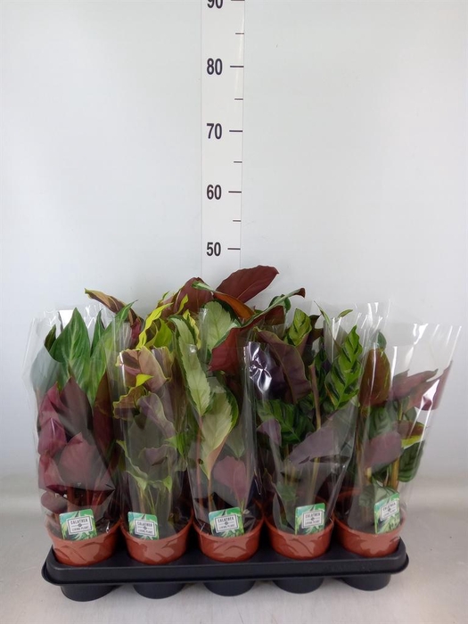 <h4>Calathea   ...mix 5</h4>