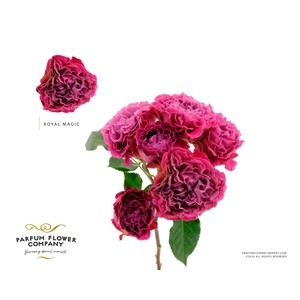 Rosa Spray Birds Nest