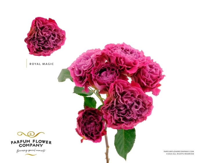 <h4>Rosa Spray Birds Nest</h4>