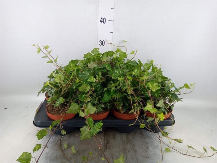 <h4>Hedera helix 'Kolibri'</h4>