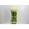 Zantedeschia Eydolls White